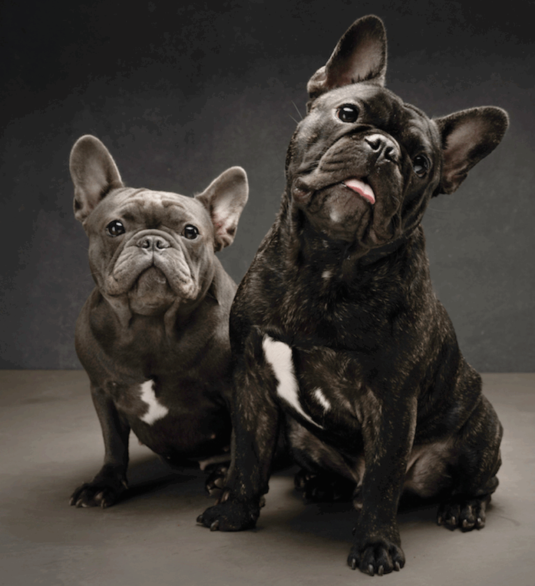 Bulldog Rosa Daniel Hong Kong