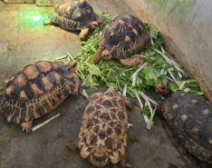 Image of turtles at Live Turtle and Tortoise Museum in Singapore
