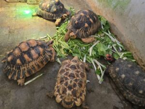 Image of turtles at Live Turtle and Tortoise Museum in Singapore