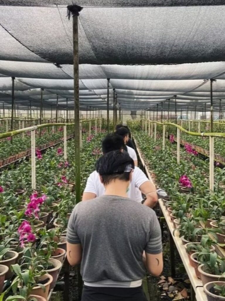 Top-Farms-In-Singapore-Fleurhouse Edible Farm