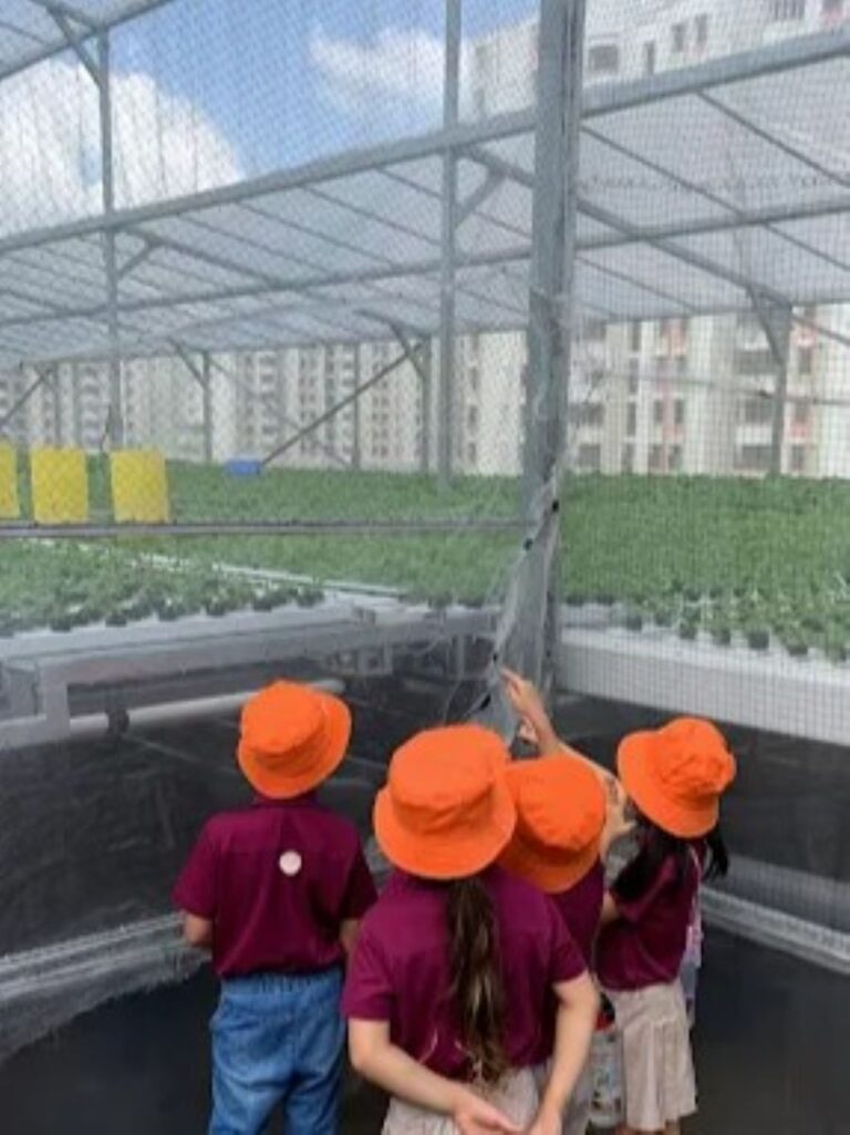 Top-Farms-In-Singapore-SG Veg Farms