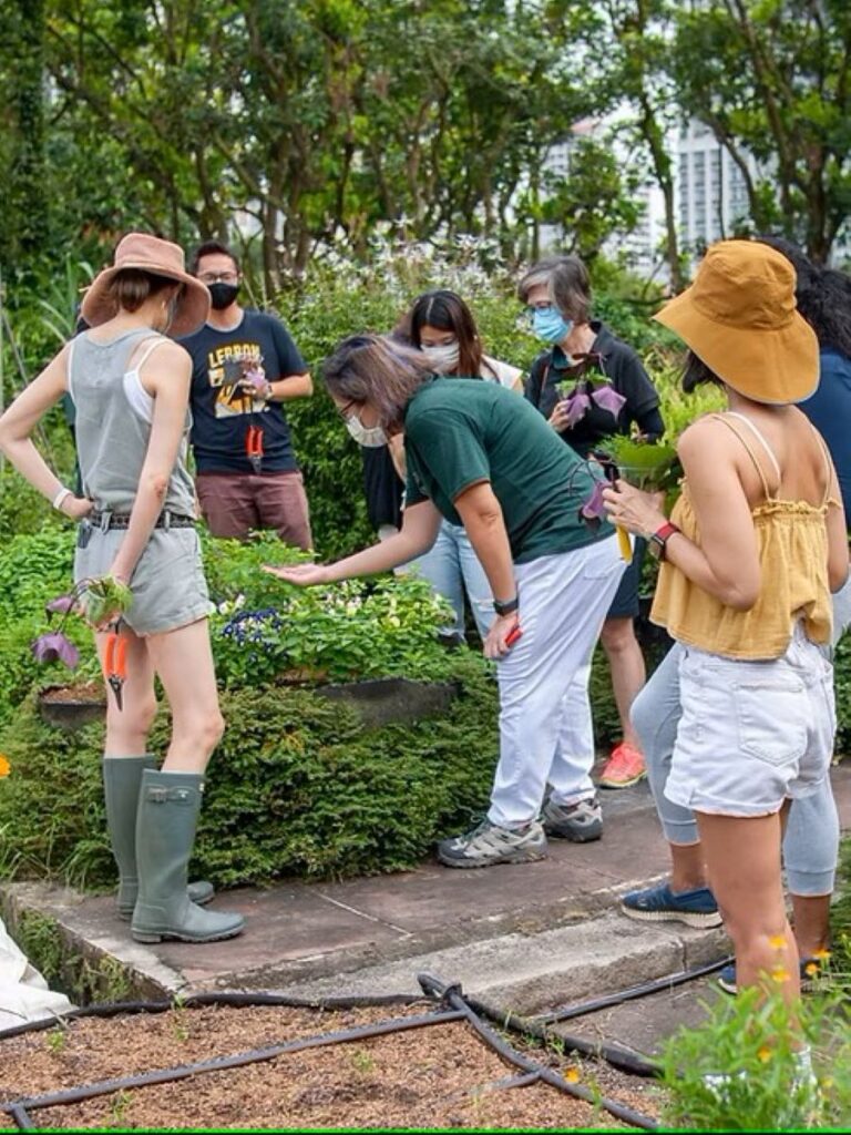 Top-Farms-In-Singapore-edible garden city