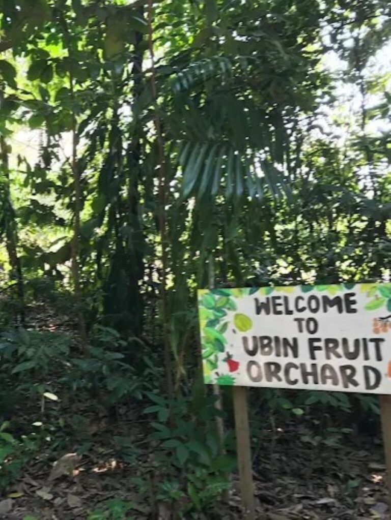 Top-Farms-In-Singapore-ubinfruitorchard