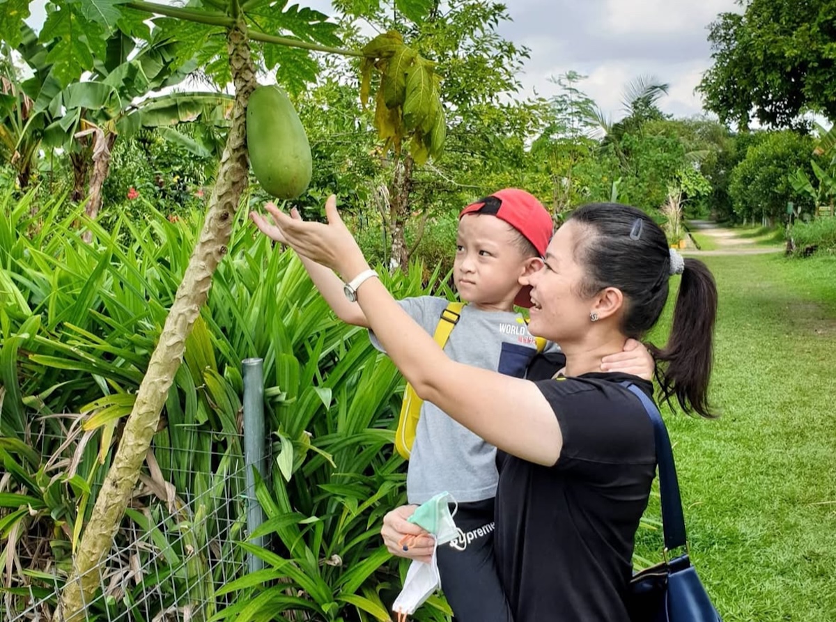 Best Veggie & Fruit Farms In Singapore