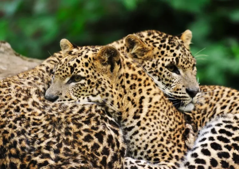Yala ultimate guide to Sri Lanka Little Steps Asia