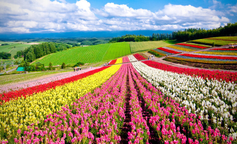 Getting to Niseko Summer Activities Your Kids Will Love In Niseko Little Steps Asia