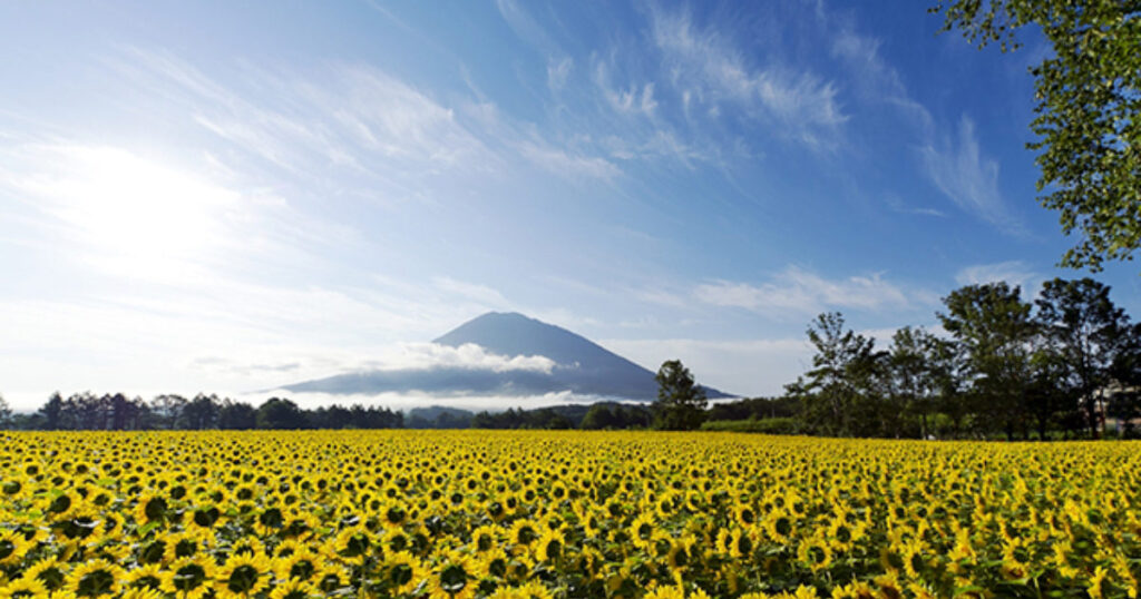Summer Activities Your Kids Will Love In Niseko Little Steps Asia