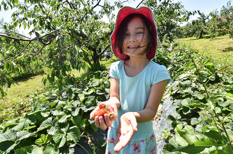 Fruit Picking in Niseko Summer Activities Your Kids Will Love In Niseko Little Steps Asia