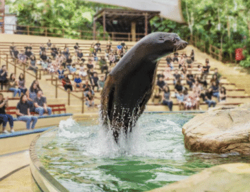 mandai wildlife reserve singapore zoo show for all the family little steps singapore