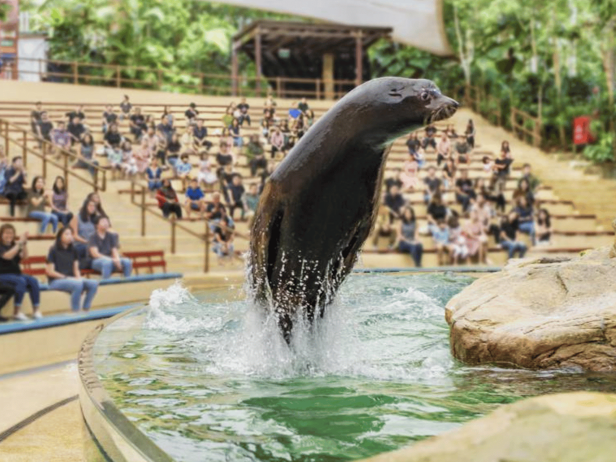 mandai wildlife reserve singapore zoo show for all the family little steps singapore