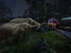 Image of elephant feeding at Night Safari Singapore