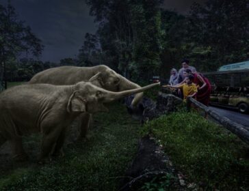 Image of elephant feeding at Night Safari Singapore