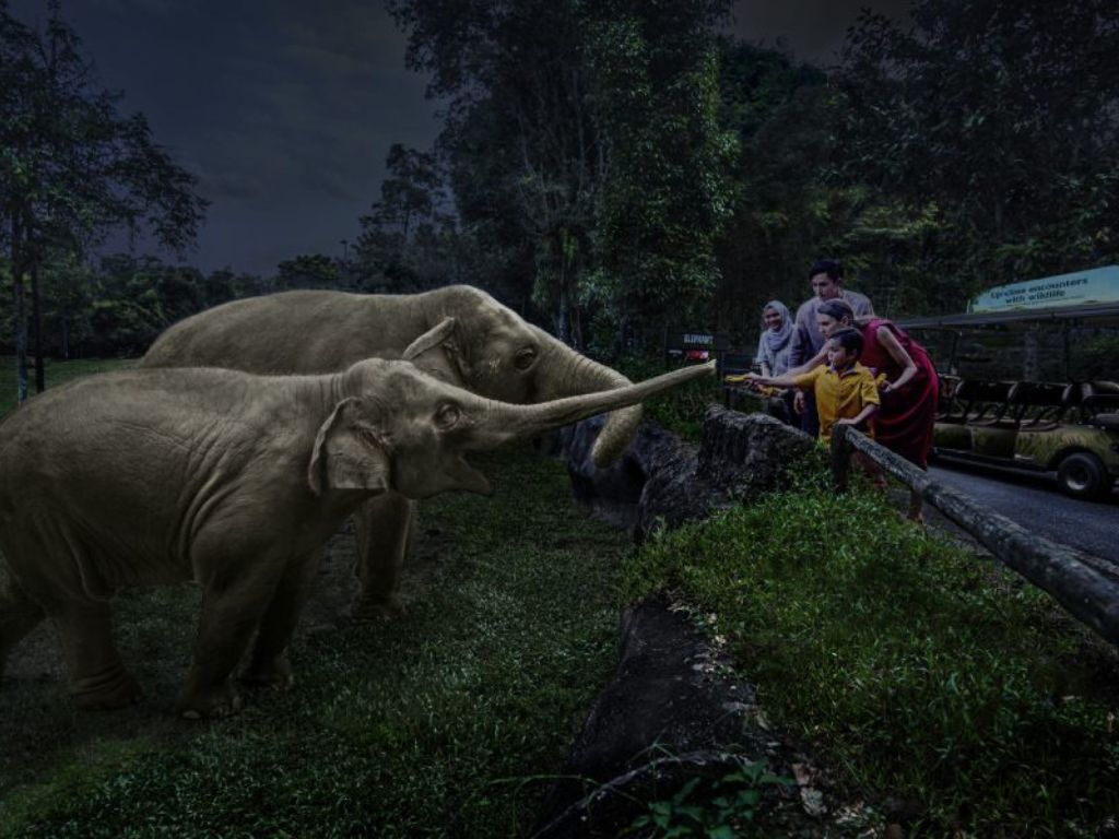 Image of elephant feeding at Night Safari Singapore