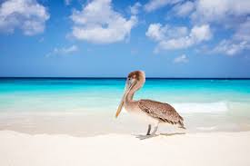 Eagle Beach Summer Family Beach Getaways To Book Now Little Steps Asia