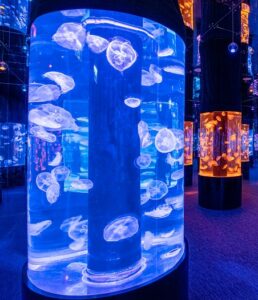 NEW! Visit A Digital Marine World At Cube O Discovery Park In Hong Kong