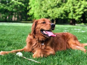 Top-10-Dog-Parks-In-Hong-Kong-Main