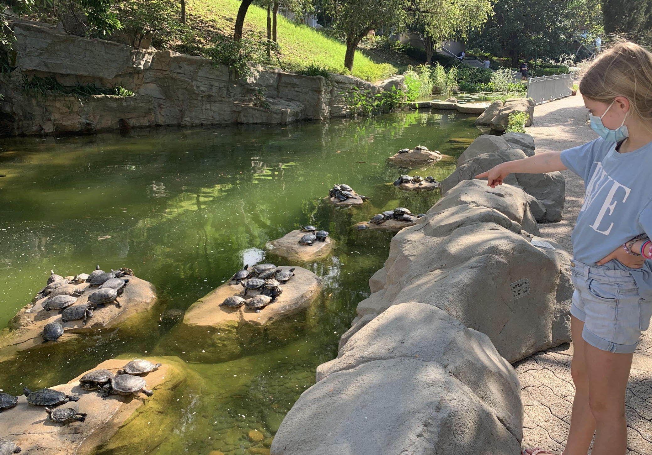 Hong Kong Park With Turtles And Sunshine