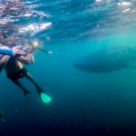 Kids snorkeling with whale sharks in sumbawa west nusa tenggara indonesia underwater