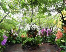 Singapore Garden Festival