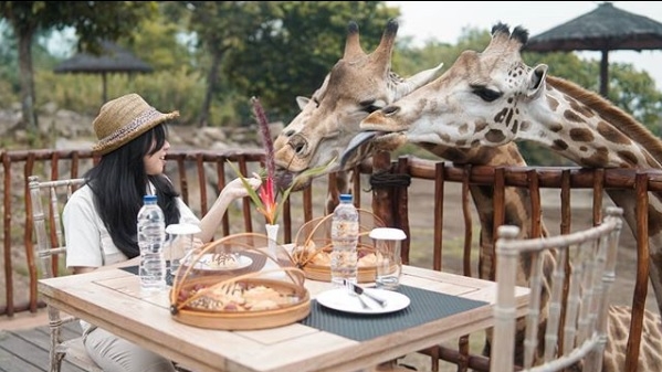 Breakfast With Giraffes At Baobab Safari Resort