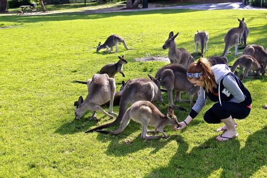 Symbio Wildlife Park-Best-Day-Trips-From-Sydney