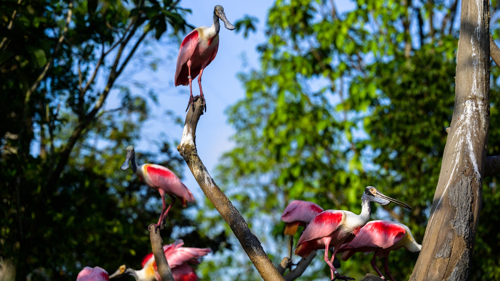 Bird Paradise Mandai