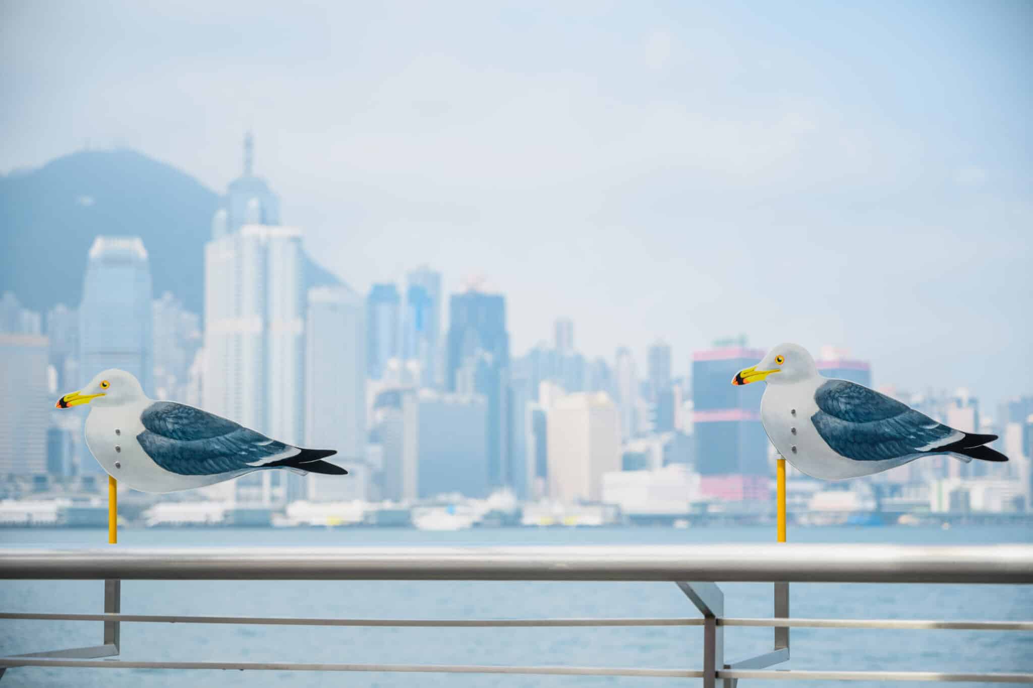 seagulls by the harbour tst
