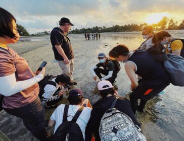 Intertidal Walks by Lee Kong Chian Natural History Museum In Singapore