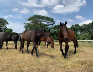 Giddy Up At Gallop Stable Downtown East In Singapore