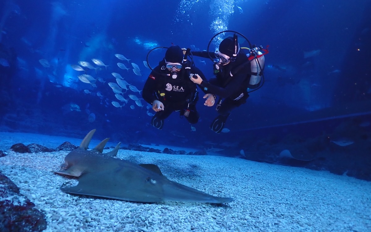 PADI Dive Program at S.E.Q. Aquarium at Resorts World Sentosa Singapore