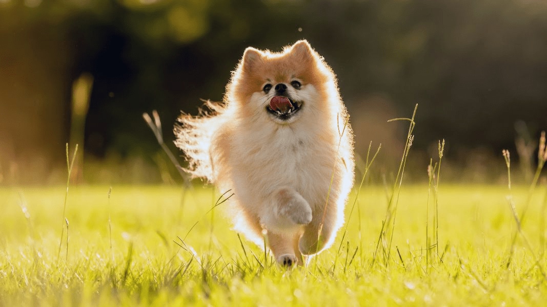 Palawan Dog Run