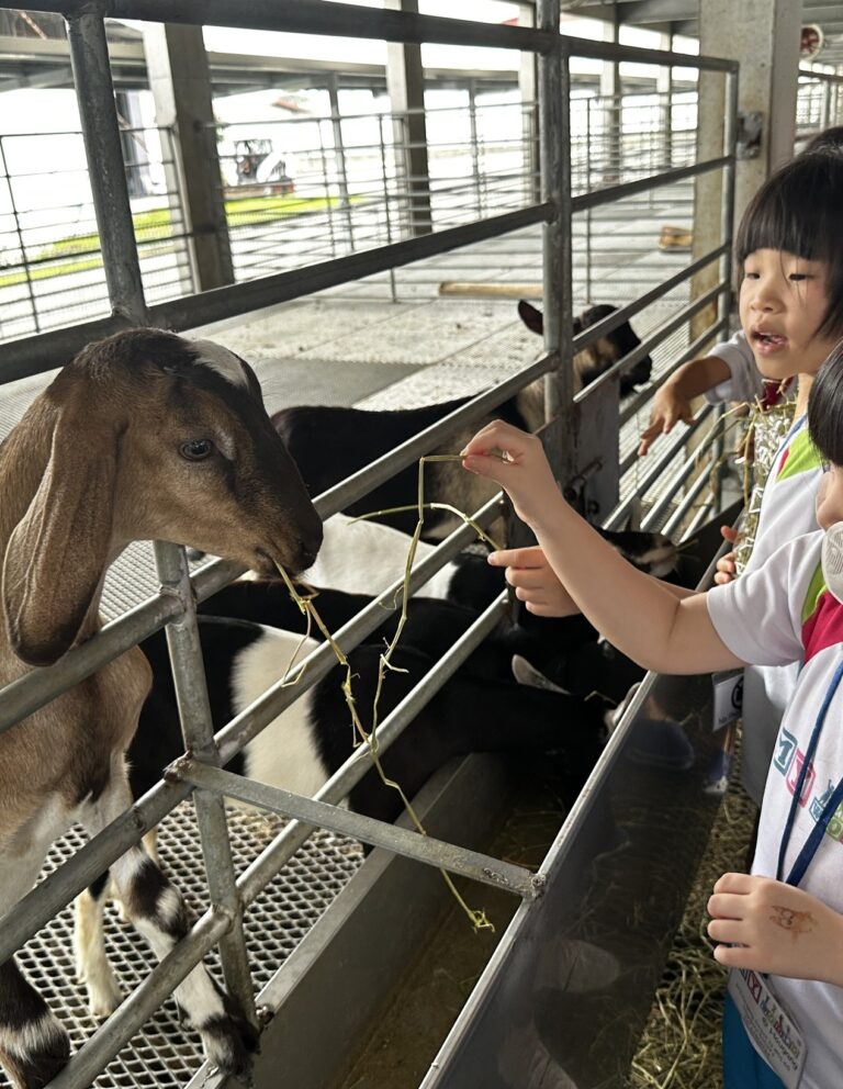 Free Weekend Activities For Kids in Singapore Hay Dairies