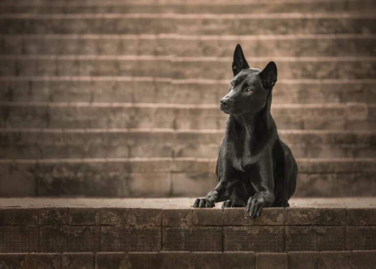 Hounds of KH top pet photographers Hong Kong Little Steps Asia