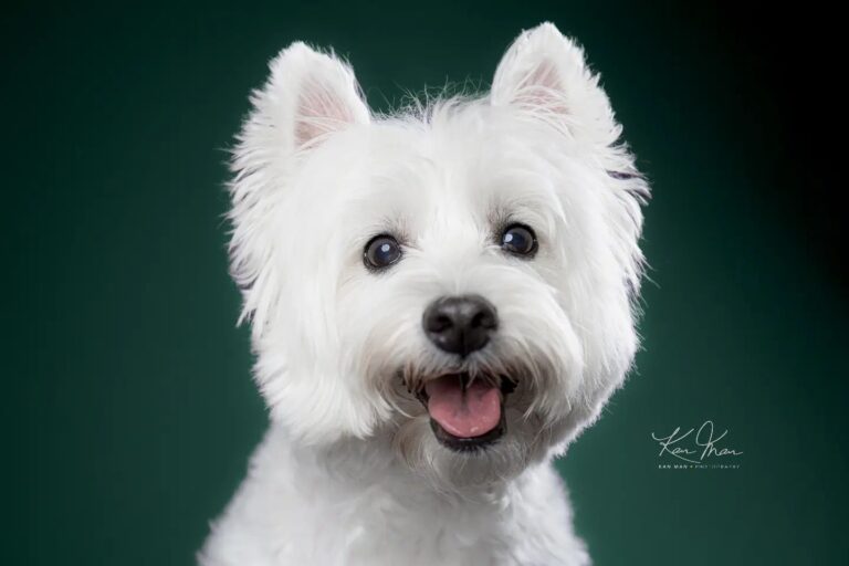 Kan Man top photographers Hong Kong Little Steps Asia