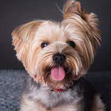 Paula Weston top pet photographers Hong Kong Little Steps Asia