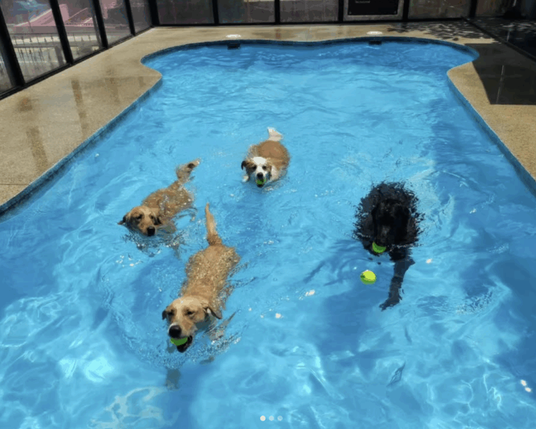 Image of The Wagington Pet Kennel And Pool In Dempsey Hill, Singapore