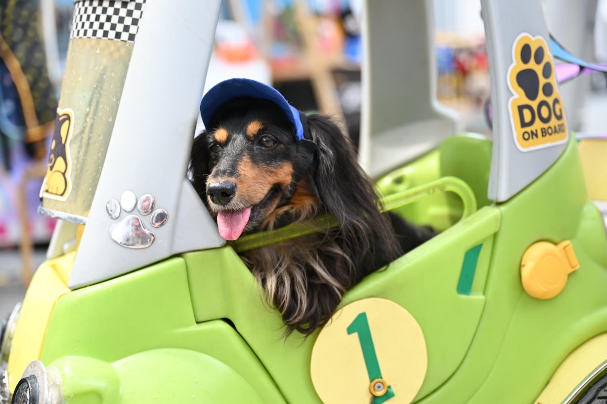 CQ Furkids Fiesta Clarke Quay