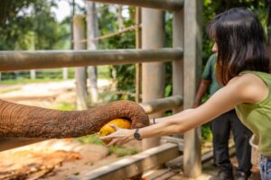 Elephant Encounter Singapore Zoo