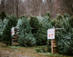 Find Your Perfect Christmas Tree 2025 In Hong Kong With XmasTreeOnline