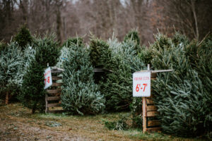 Find Your Perfect Christmas Tree 2025 In Hong Kong With XmasTreeOnline