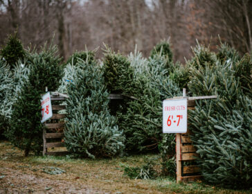 Find Your Perfect Christmas Tree 2025 In Hong Kong With XmasTreeOnline