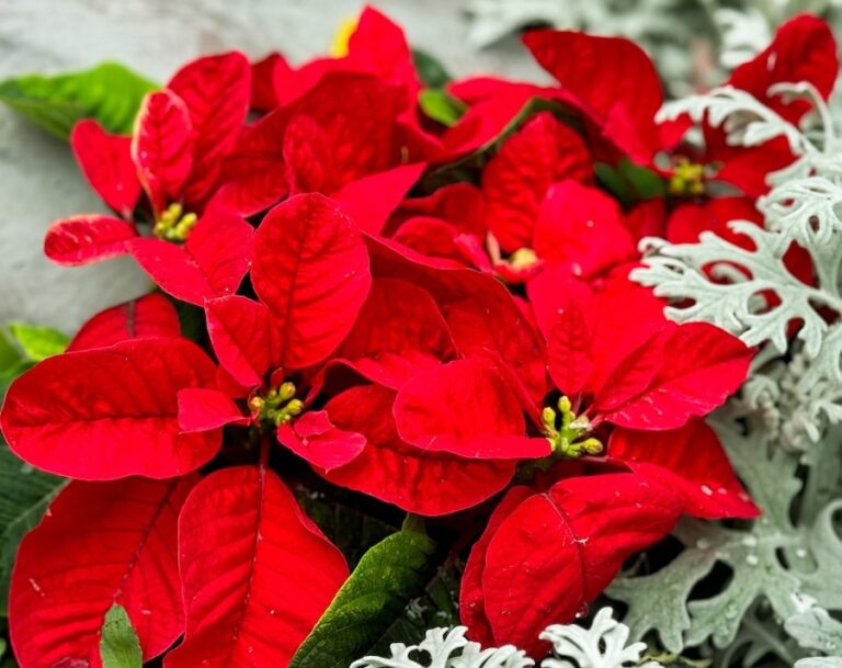 Winter Wishes Gardens by the Bay 2025 Singapore