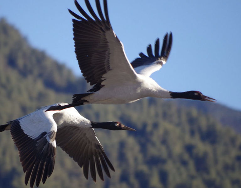 Black Necked Crane Bhutan