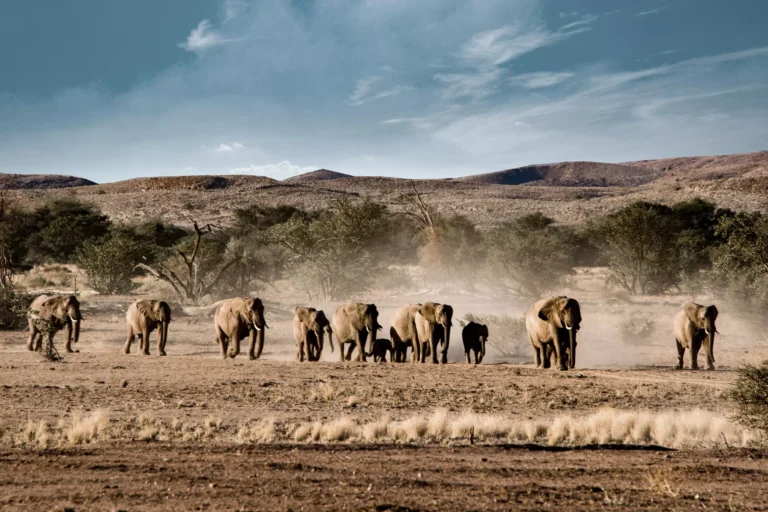 Etosha National Park, Namibia The 20 Most Exciting Alternative Travel Destinations Little Steps Asia