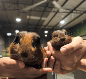 Uncover The Hidden Farm In Johor Bahru: 40+ Exotic Animals, Indoor Fun & All-Day Play!