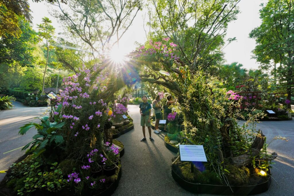 Singapore Orchid Festival 2025 Singapore Botanic Gardens