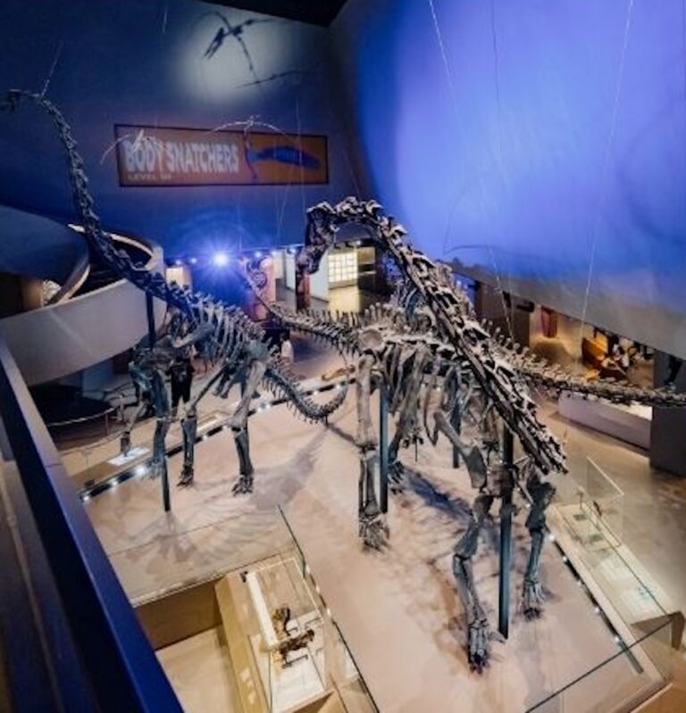 Dinosaurs At Lee Kong Chian Natural History Museum Singapore
