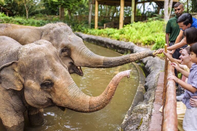 Image of Singapore Zoo Animal Feeding