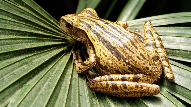 Image of Fragile Forest At Singaopore Zoo