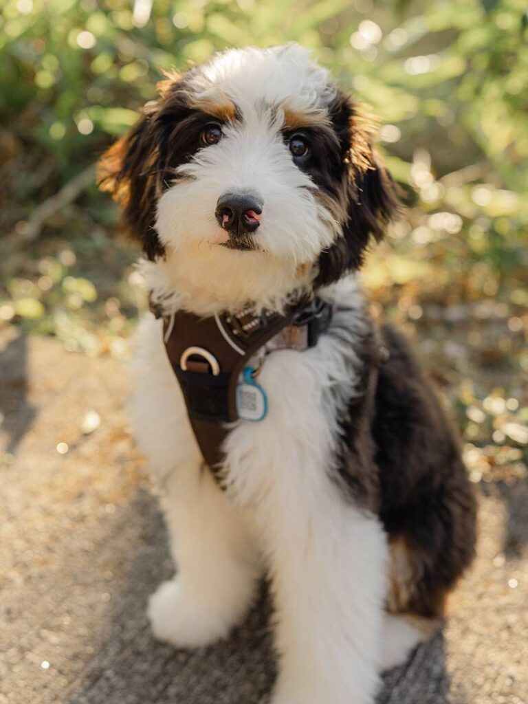 Candid family and pet photography session by Nestology Studio in Hong Kong